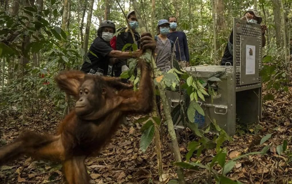 BKSDA dan YIARI Kalbar melakukan translokasi terhadap delapan Orangutan Kalimantan yang kehilangan habitat akibat kebakaran hutan dan lahan (karhutla) di Kalimantan Barat. (ANTARA/HO : YIARI Kalbar) Orangutan Kalimantan