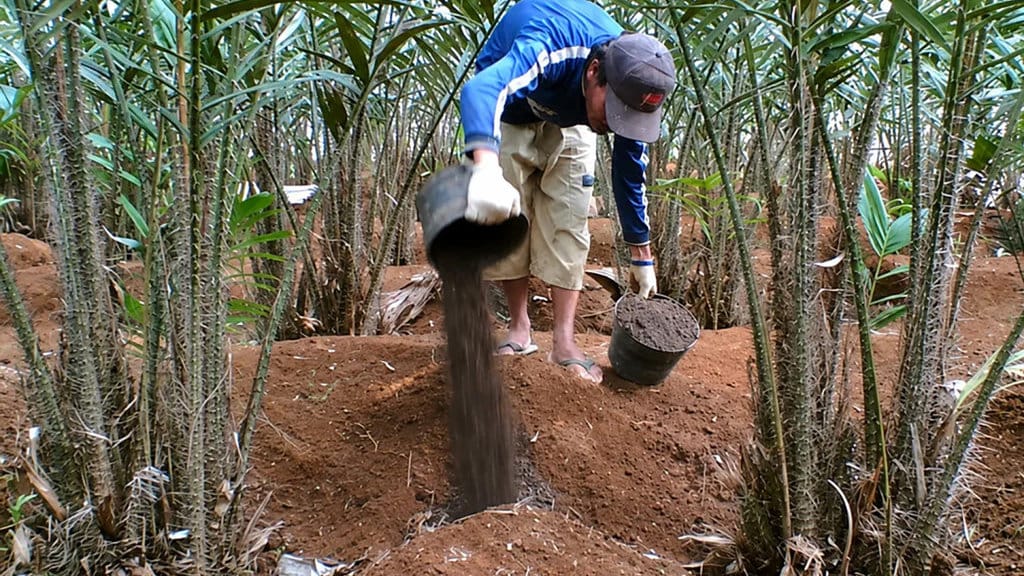 Pemupukan salak slebor. FOTO/Ali Zaena perkebunan salak slebor