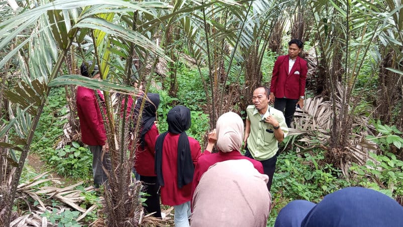 Agus Asmara di perkebunan salak slebor. FOTO/Ali Zaena perkebunan salak slebor