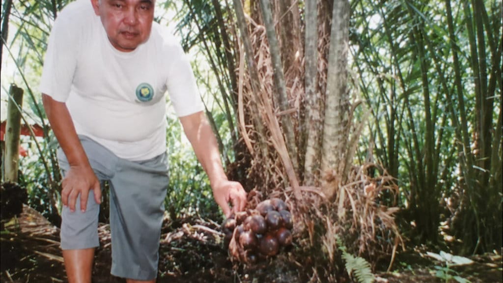Haji Hamid di perkebunan salak slebor. FOTO/Ali Zaena perkebunan salak slebor