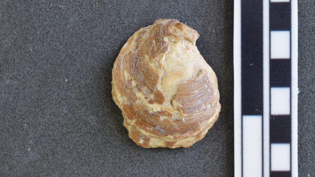 Katup punggung fosil braquipod Discinisca Messi. (FOTO/Wikimedia Commons) Discinisca Messi