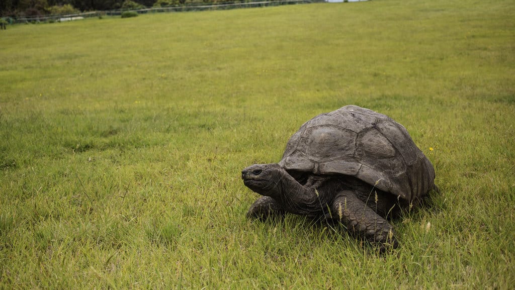 Jonathan, seekor kura-kura raksasa Seychelles yang diyakini sebagai reptil tertua yang masih hidup di bumi dengan perkiraan usia 185 tahun, merayap melintasi halaman rumput Plantation House—kediaman resmi Gubernur Inggris—pada tanggal 20 Oktober 2017 di Saint Helena, sebuah Wilayah Seberang Laut Inggris di Samudra Atlantik bagian selatan. (Photo by GIANLUIGI GUERCIA / AFP) Jonathan Kura-Kura Tertua di Dunia