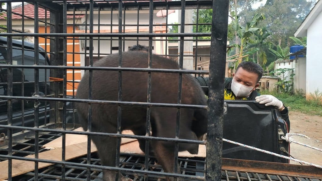 Satu individu anakan beruang madu diserahkan warga Lubuklinggau setelah dipelihara selama lima bulan. FOTO/BKSDA Sumsel Anak Beruang Madu