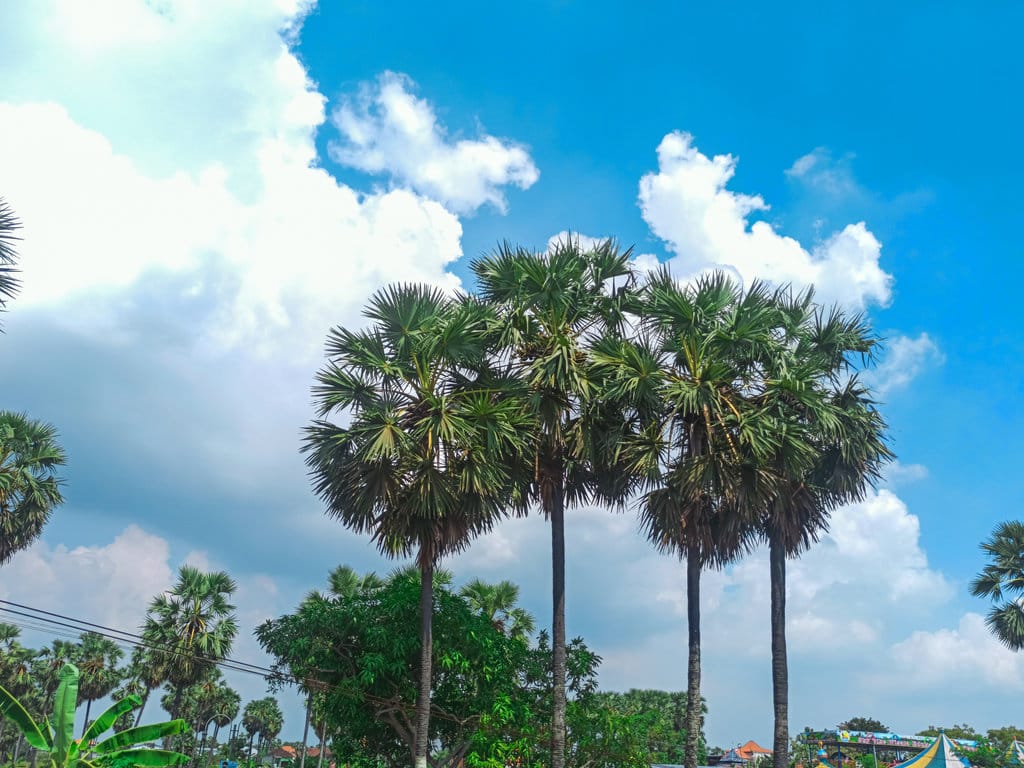 Pohon Lontar. FOTO/iStockphoto Pohon Lontar