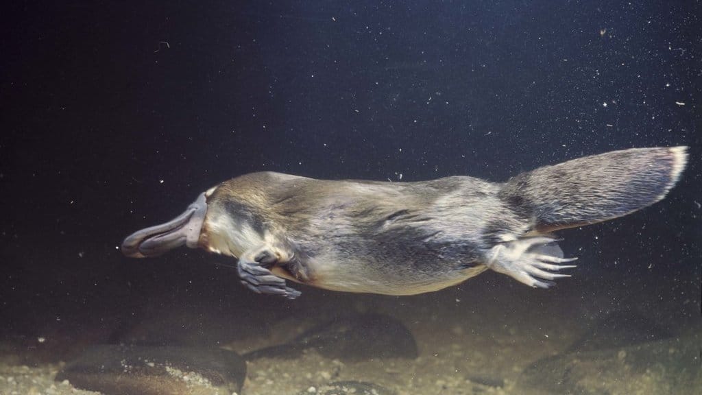 Platipus. foto/istockphoto Platipus