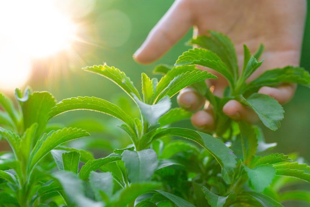 Daun Stevia. foto/istockphoto Daun Stevia