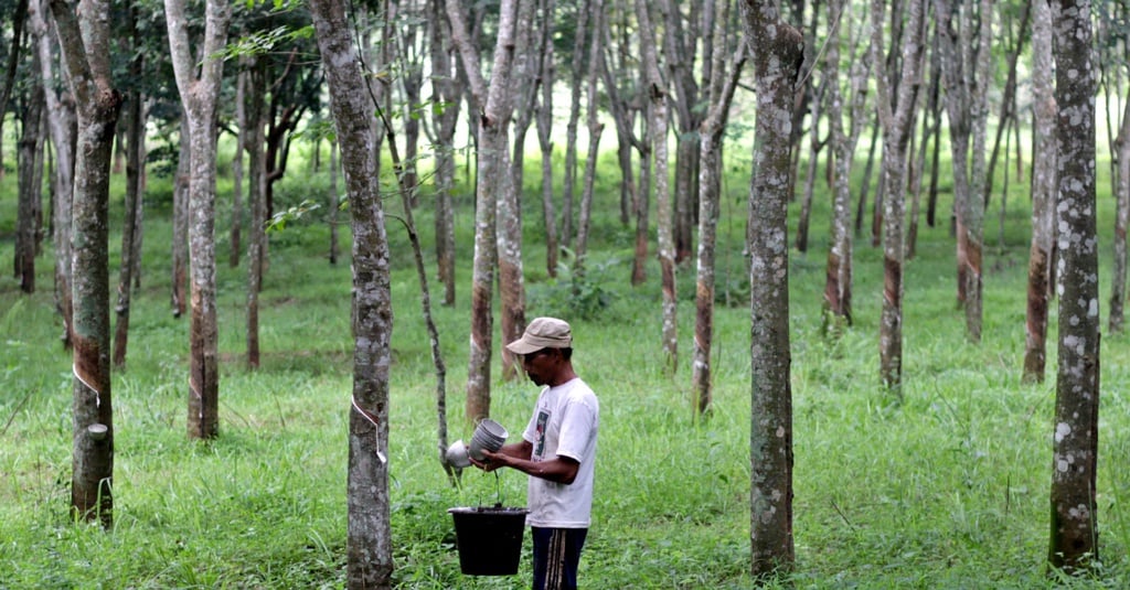 Suramnya Nasib Lebih Dari Juta Petani Karet