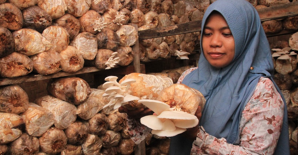 Cara Budidaya Jamur Tiram Persiapan Penanaman Hingga Pemanenan