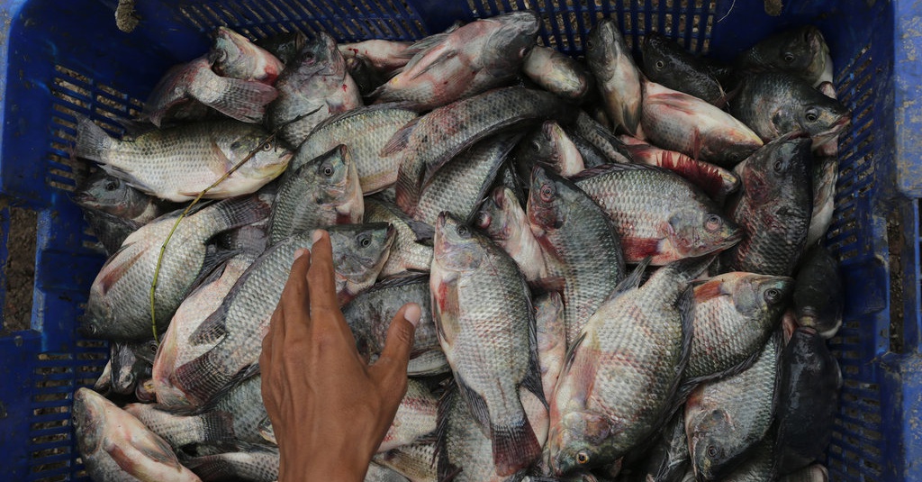 Apa Manfaat Ikan Nila Bagi Kesehatan Dan Kandungan Gizinya