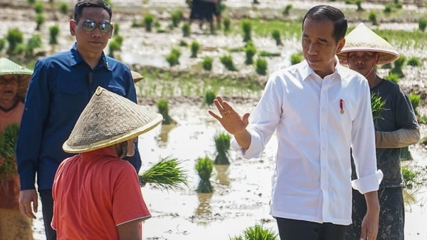 Kejar Produksi Beras Jokowi Ajak Petani Mulai Tanam Padi