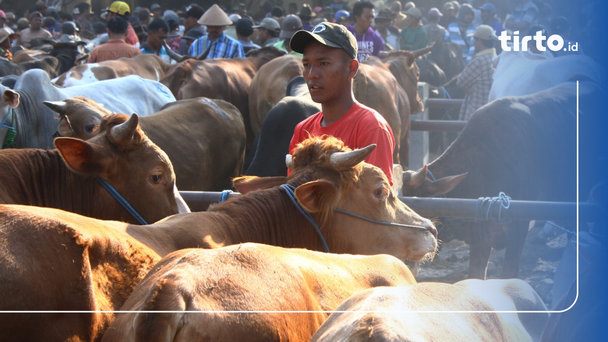 Kementan Targetkan Impor 50 Ribu Sapi