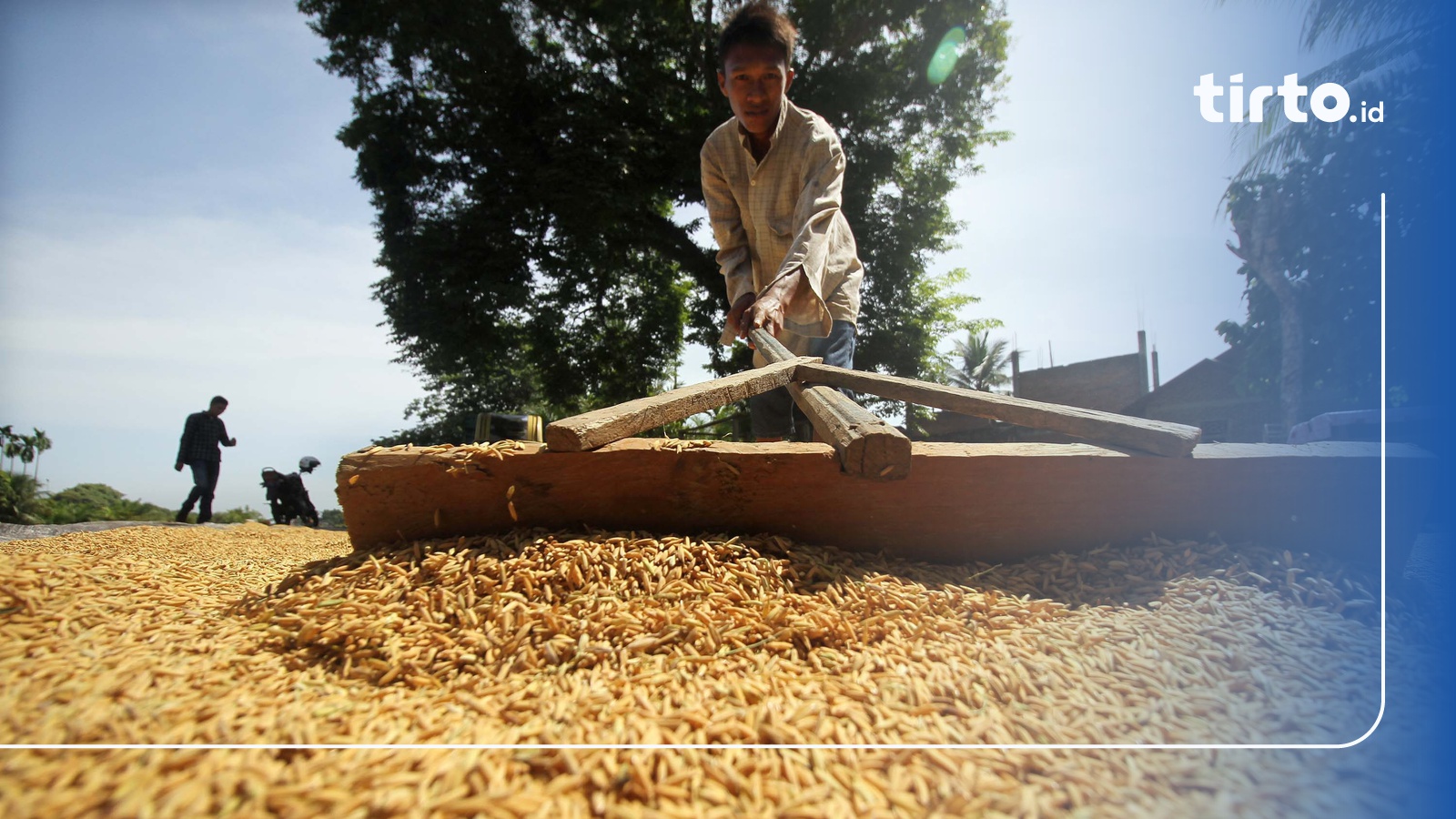 Harga GKP Terlalu Rendah Jokowi Minta Bapanas Hitung Ulang