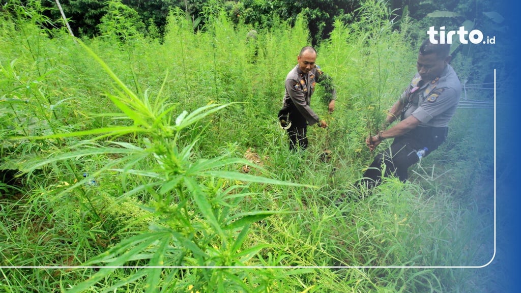 Tni Dan Polri Oksibil Papua Lakukan Pemusnahan Ladang Ganja