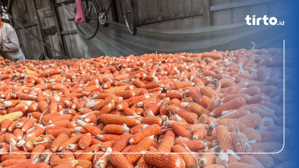 Impor Ribu Ton Jagung Bulog Yang Minta Peternak