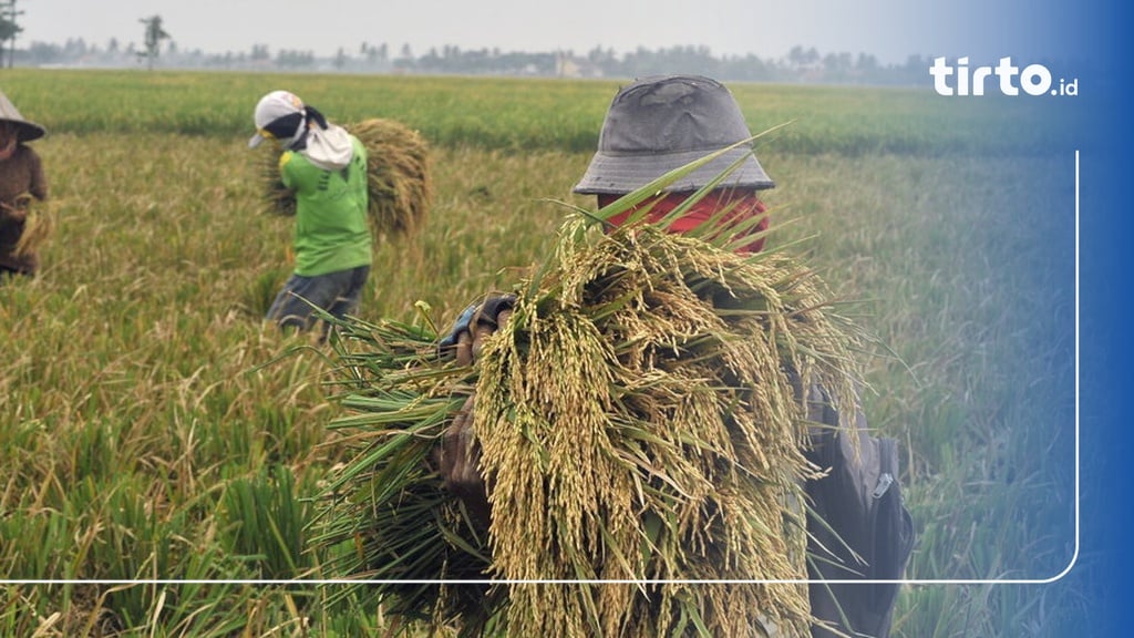 Kementan Potensi Panen Raya Maret April Capai 8 46 Juta Ton