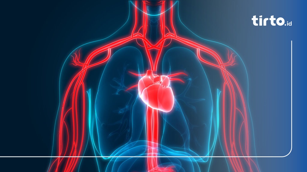 Berita Sistem Peredaran Darah Urutan Peredaran Darah Besar Dan Kecil