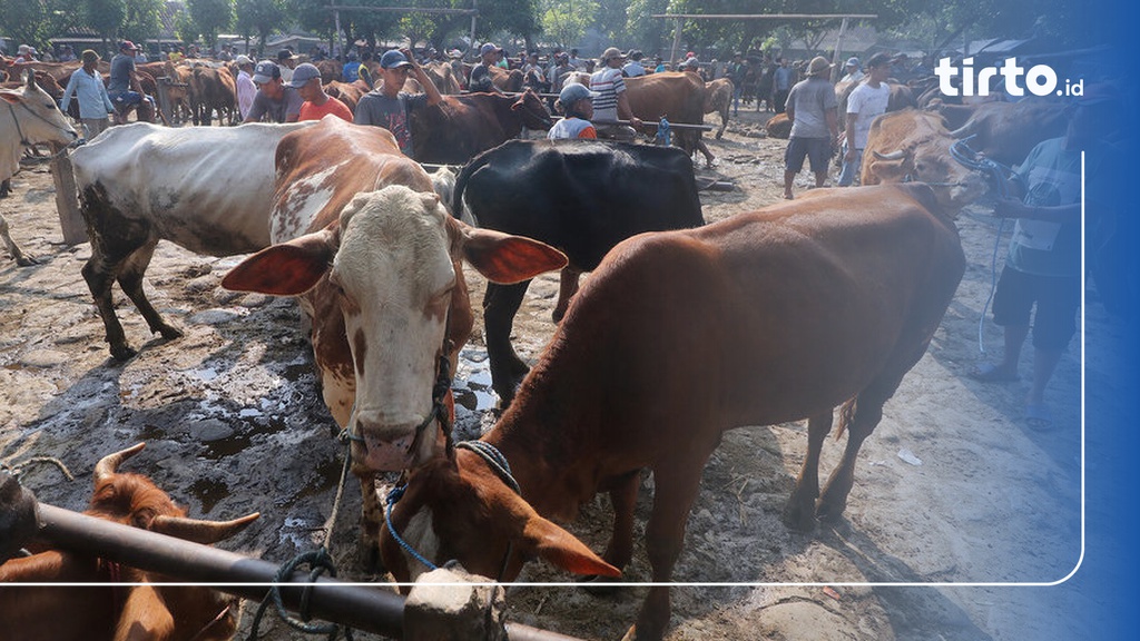 Kasus Pmk Melandai Pasar Hewan Di Lombok Tengah Ntb Kembali Dibuka