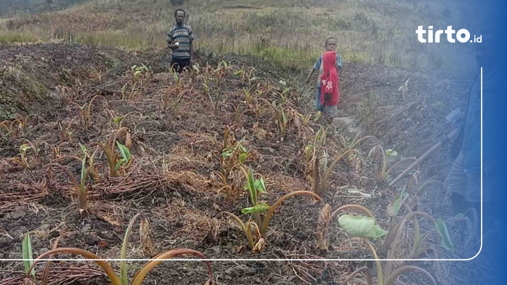 Pemerintah Salurkan Bantuan Atasi Kekeringan Di Kabupaten Puncak