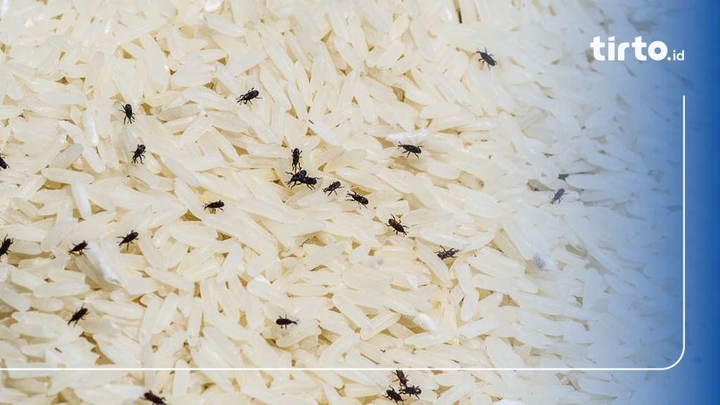 Cara Mengatasi Kutu Beras Dengan Bahan Alami