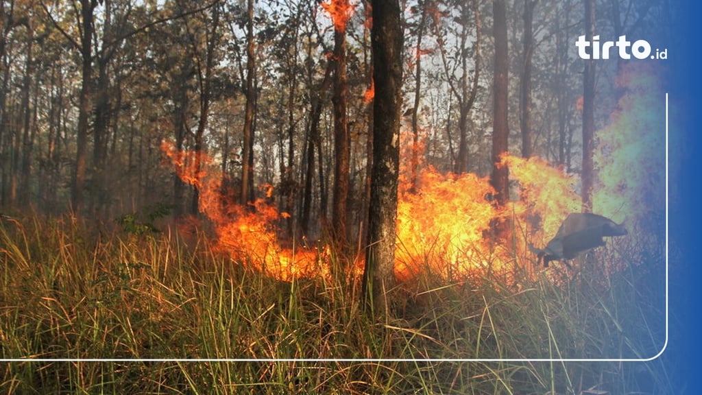 Upaya Mitigasi Potensi Karhutla Meningkat Jelang Puncak El Nino