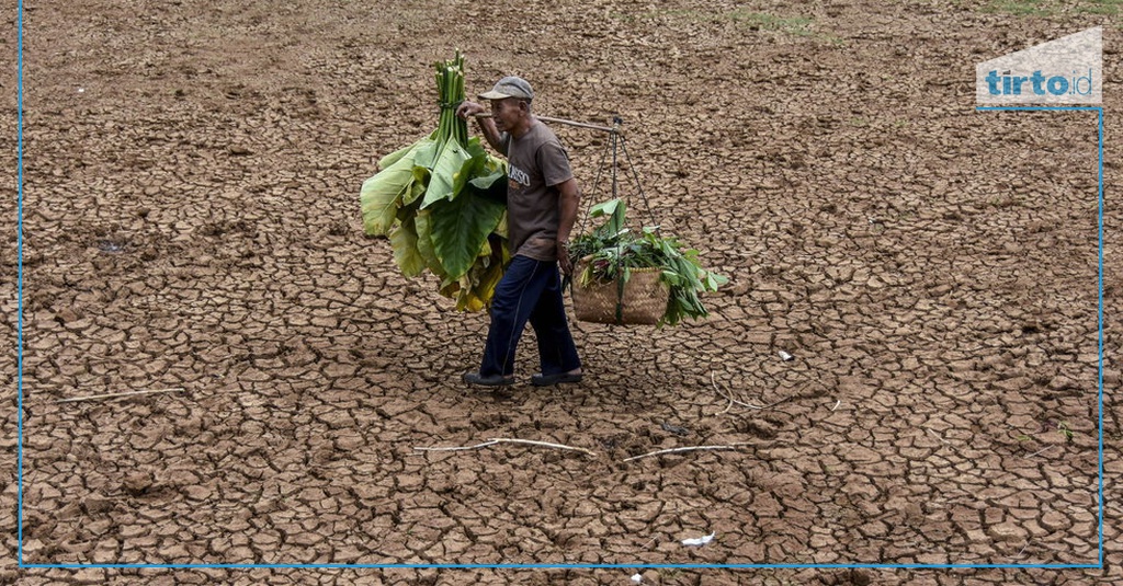 Sampai Kapan El Nino Di Indonesia Apa Dampak Penyebabnya