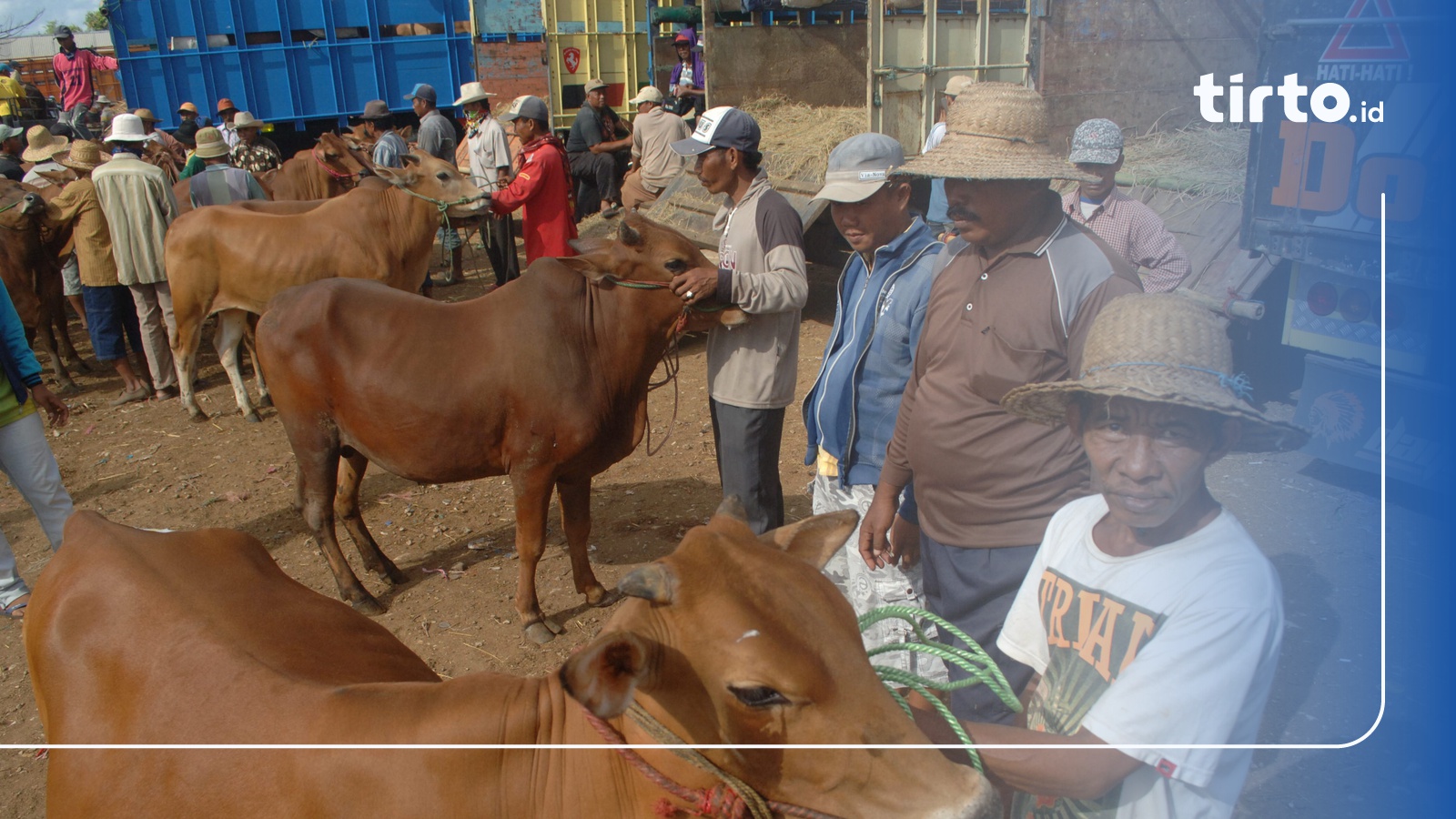 Mendekati Idul Adha Harga Sapi Madura Turun