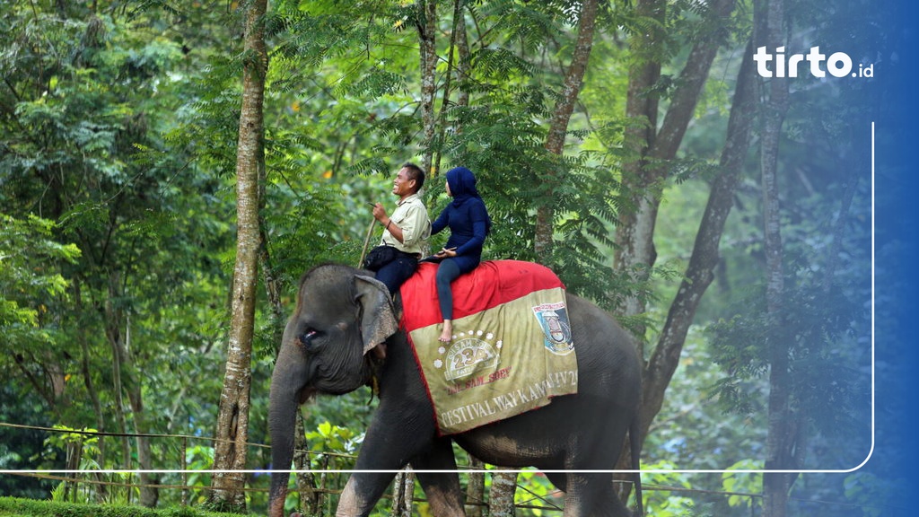 Tunggang Gajah Jadi Favorit Wisata Lebaran Di Way Kambas