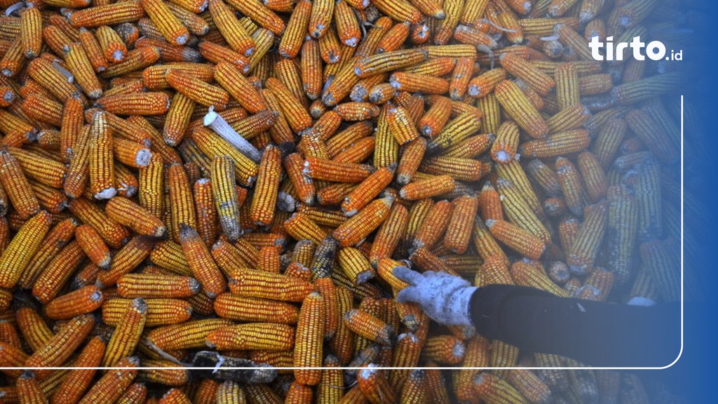 Alasan Pemerintah Impor Jagung 100 Ribu Ton Di 2018