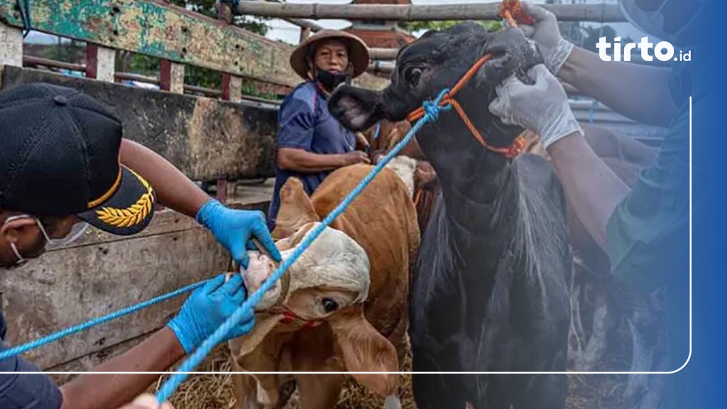 Jelang Iduladha 236 Sapi Di Karawang Terjangkit PMK