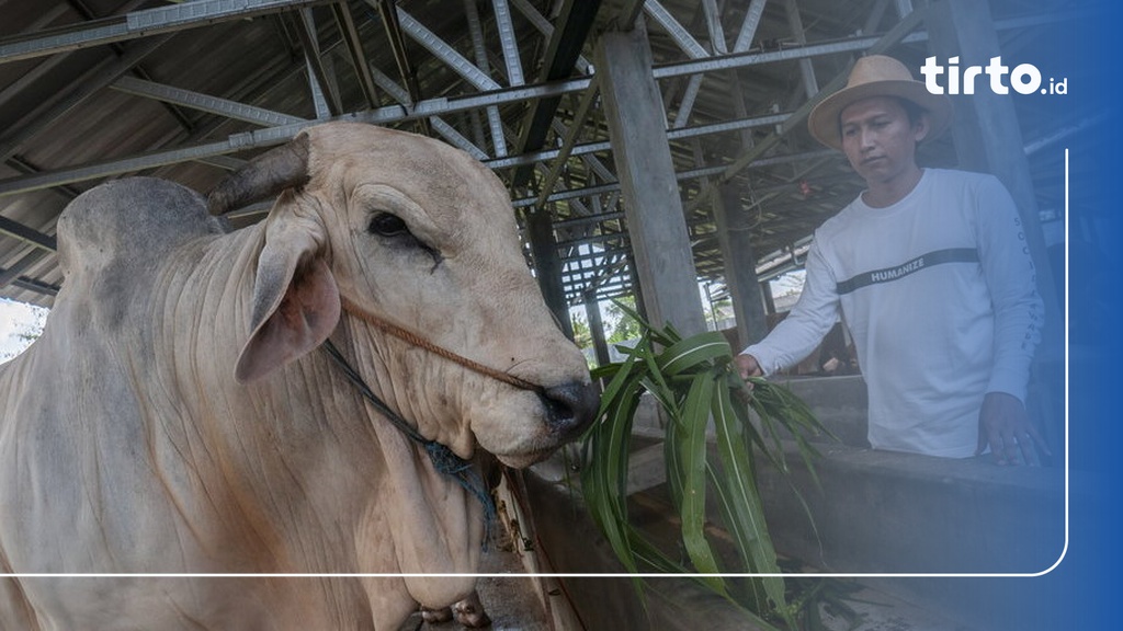 Syarat Umur Hewan Kurban Sapi Kambing Idul Adha Ketentuannya