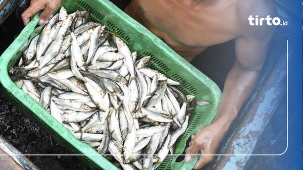 Update Harga Pangan Juli Ikan Naik Beras Telur Turun