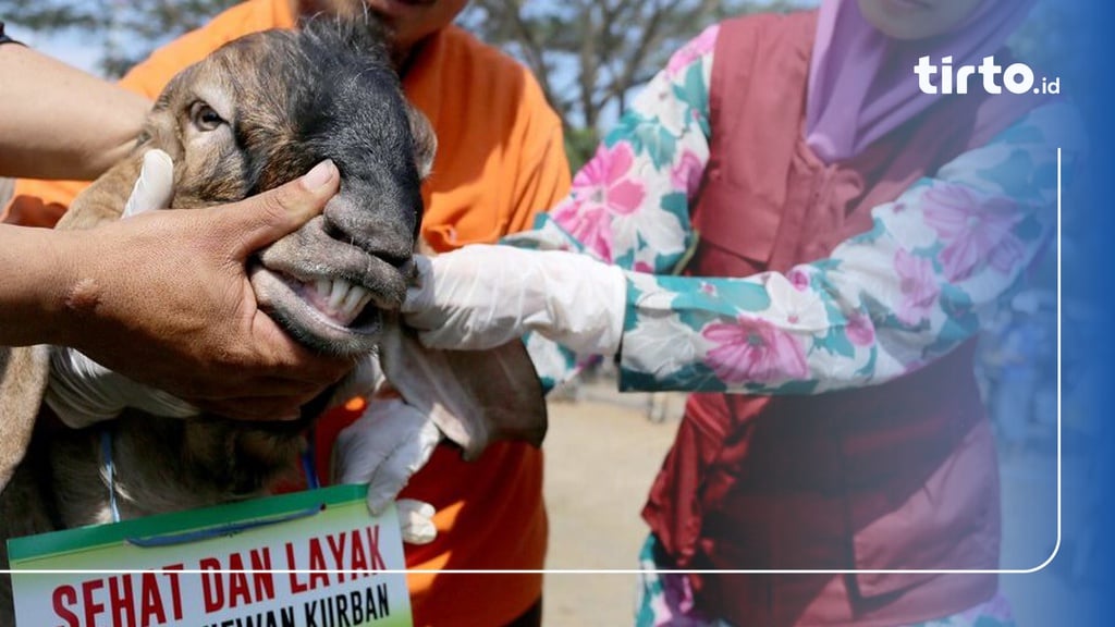 Tips Memilih Hewan Kurban Dan Ciri Ciri Kambing Sapi Yang Sehat