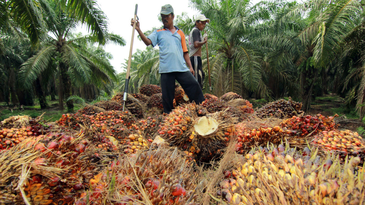 Mati-matian Menjaga Industri Sawit dari Gempuran Boikot Eropa Tirto1200 × 675Search by image
