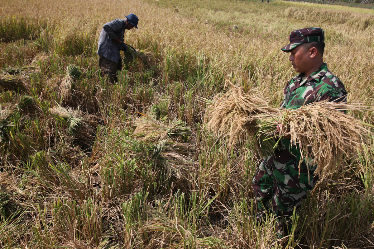 Petani dibantu anggota Babinsa Koramil Baitussalam memanen padi hasil uji coba penggunaan pupuk organik 'agrodyke' di Desa Limpok, Aceh Besar, Aceh, Senin (14/3). Uji coba penggunaan pupuk organik agrodyke oleh kelompok tani Udep Beusare mampu meningkatkan hasil produksi hingga 40 persen dan bebas penggunaan pupuk kimia serta ramah lingkungan. ANTARA FOTO/Irwansyah Putra/nz/16.