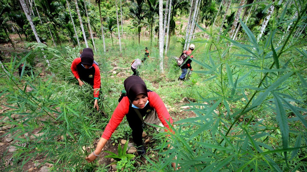 Fotografi Pemusnahan Kebun Ganja di Aceh