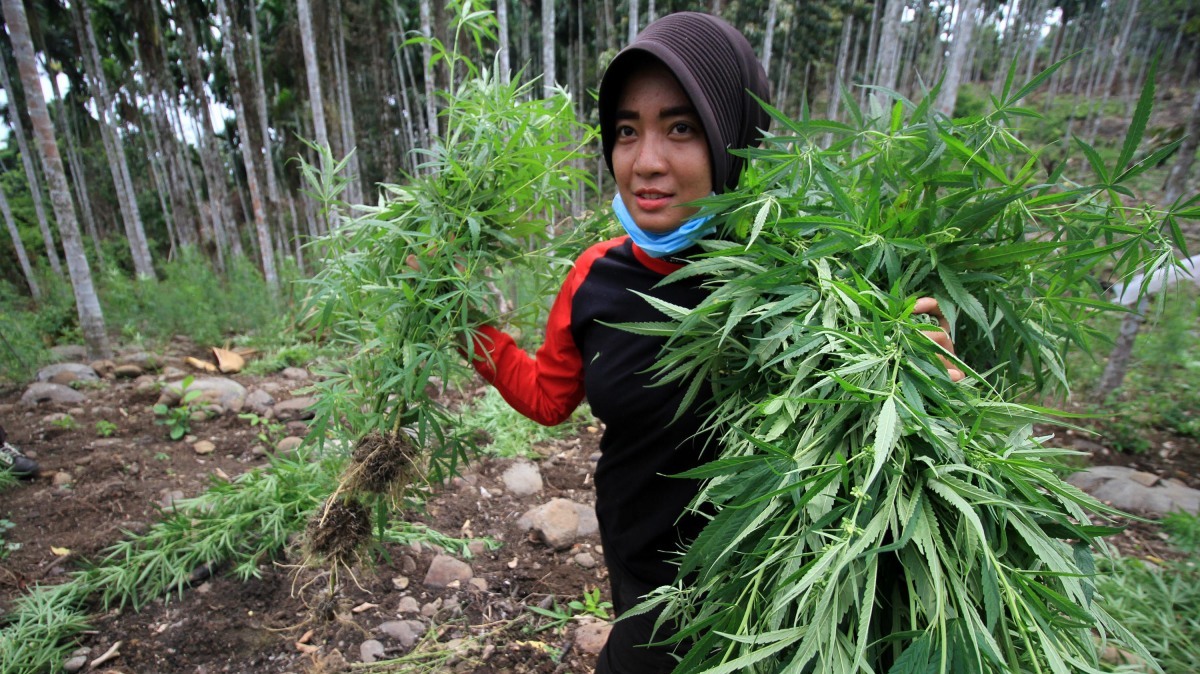 Kebun Ganja Di Aceh - Homecare24