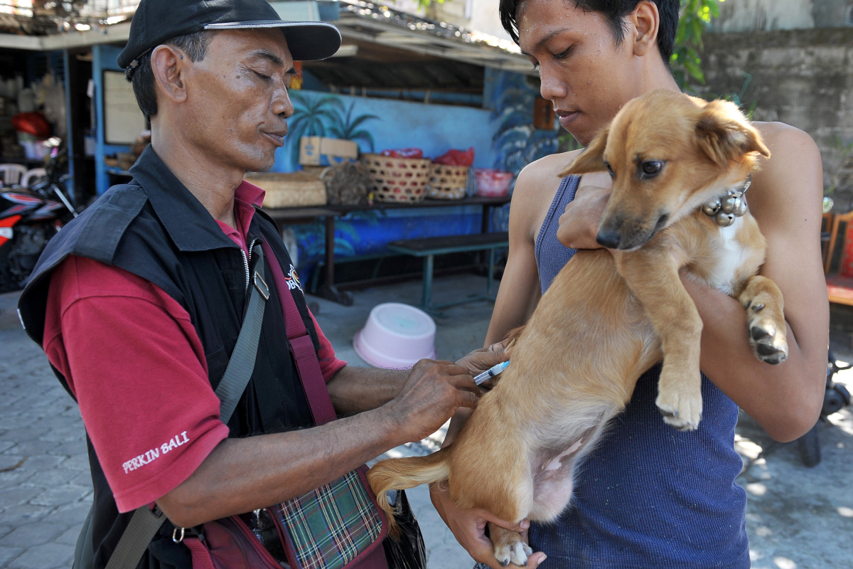 petugas dinas peternakan denpasar menyuntikkan vaksin anti rabies pada seekor anjing milik warga saat dimulainya vaksinasi rabies tahap vii tahun 2016 di kawasan renon, denpasar, bali, senin (18/4). vaksinasi massal yang dilaksanakan hingga bulan juni 2016 tersebut ditargetkan dapat menyasar sekitar 400 ribu anjing dan hewan penular rabies (hpr) lainnya di seluruh bali. antara foto/nyoman budhiana/ama/16. VAKSINASI RABIES TAHAP VII