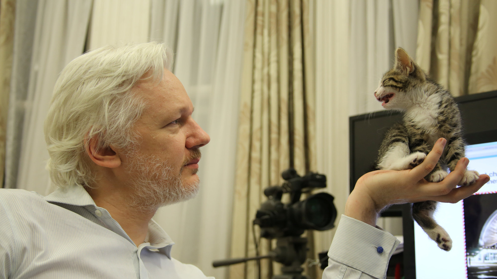 testantarafoto britain assange kitten ratio 16x9 JPG