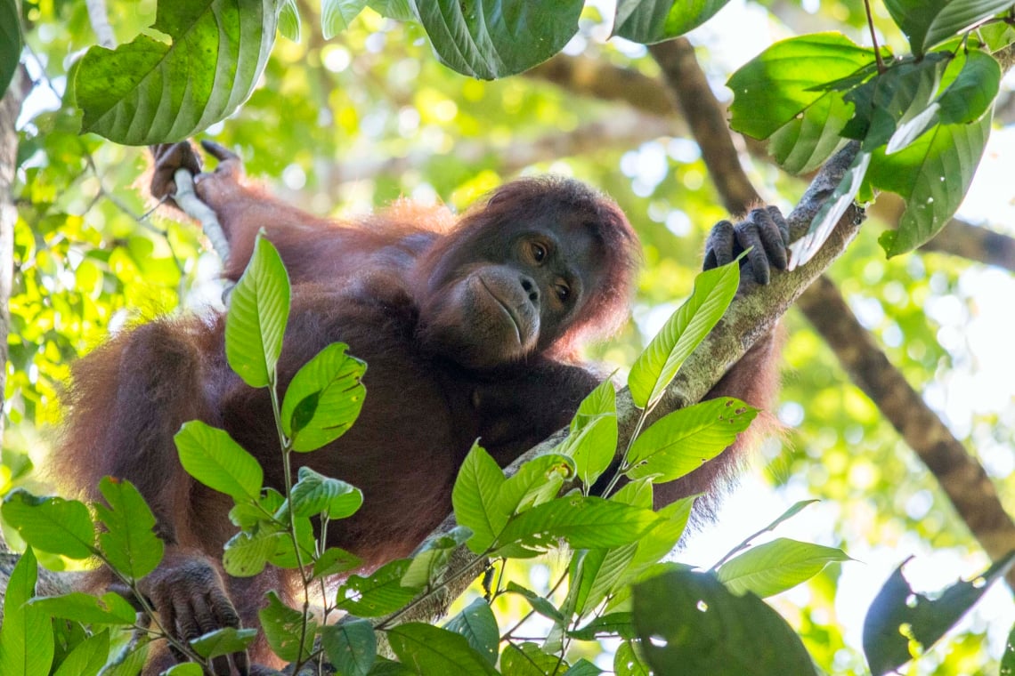 Orang Utan Pun Butuh Aplikasi Kencan Untuk Cari Pasangan Tirtoid