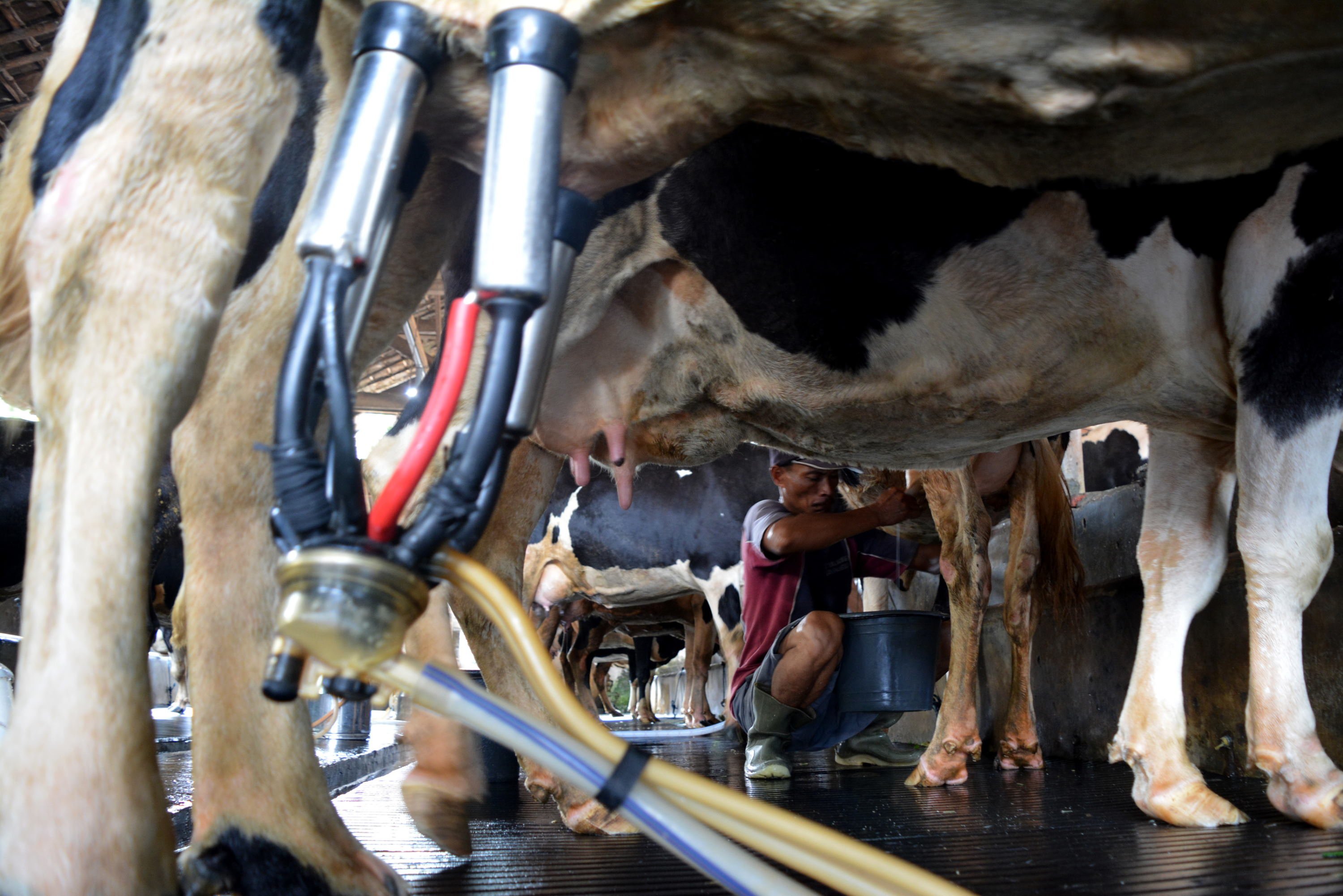 Pasokan Susu Segar Indonesia Andalkan Impor