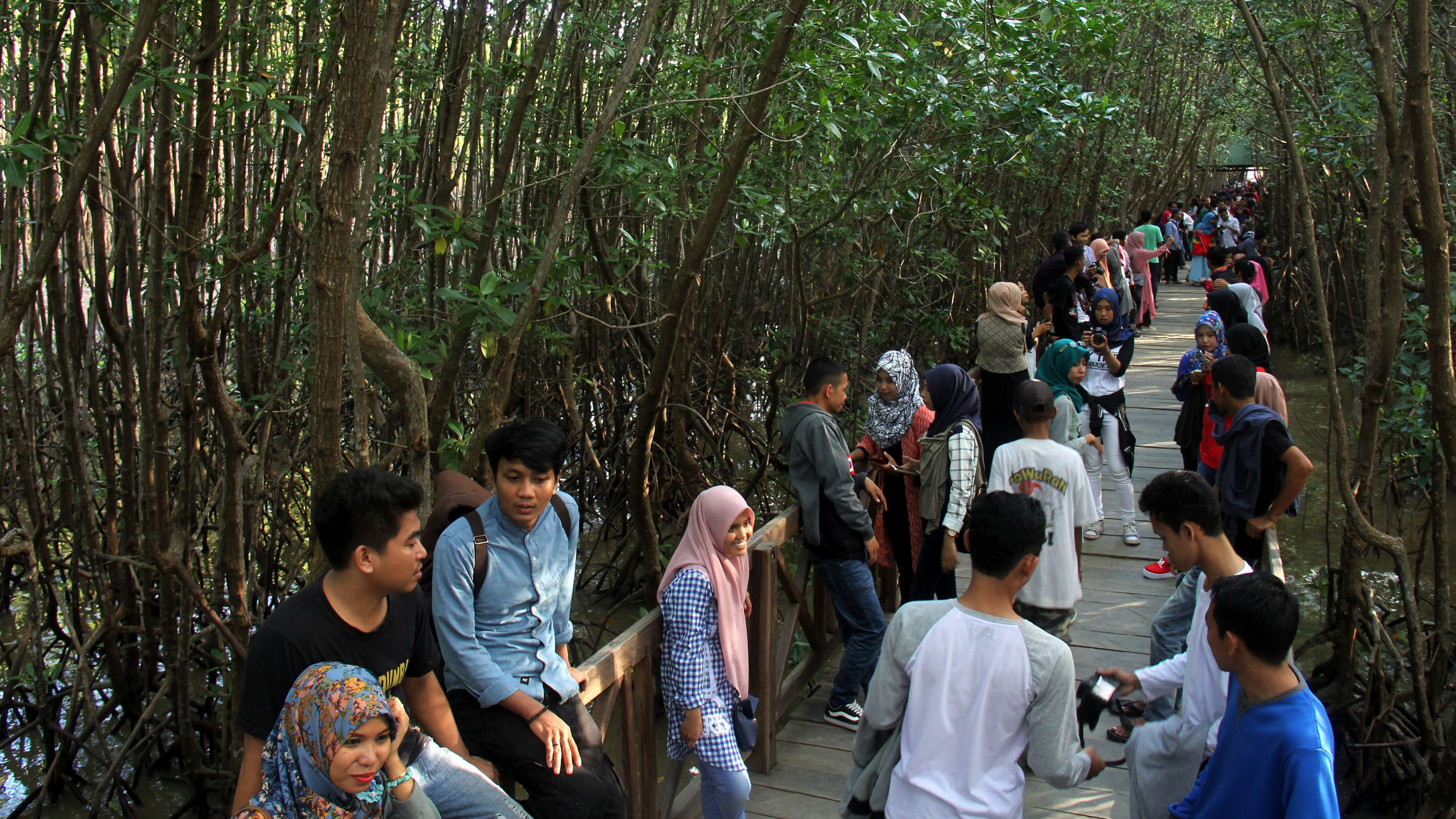 WISATA HUTAN MANGROVE