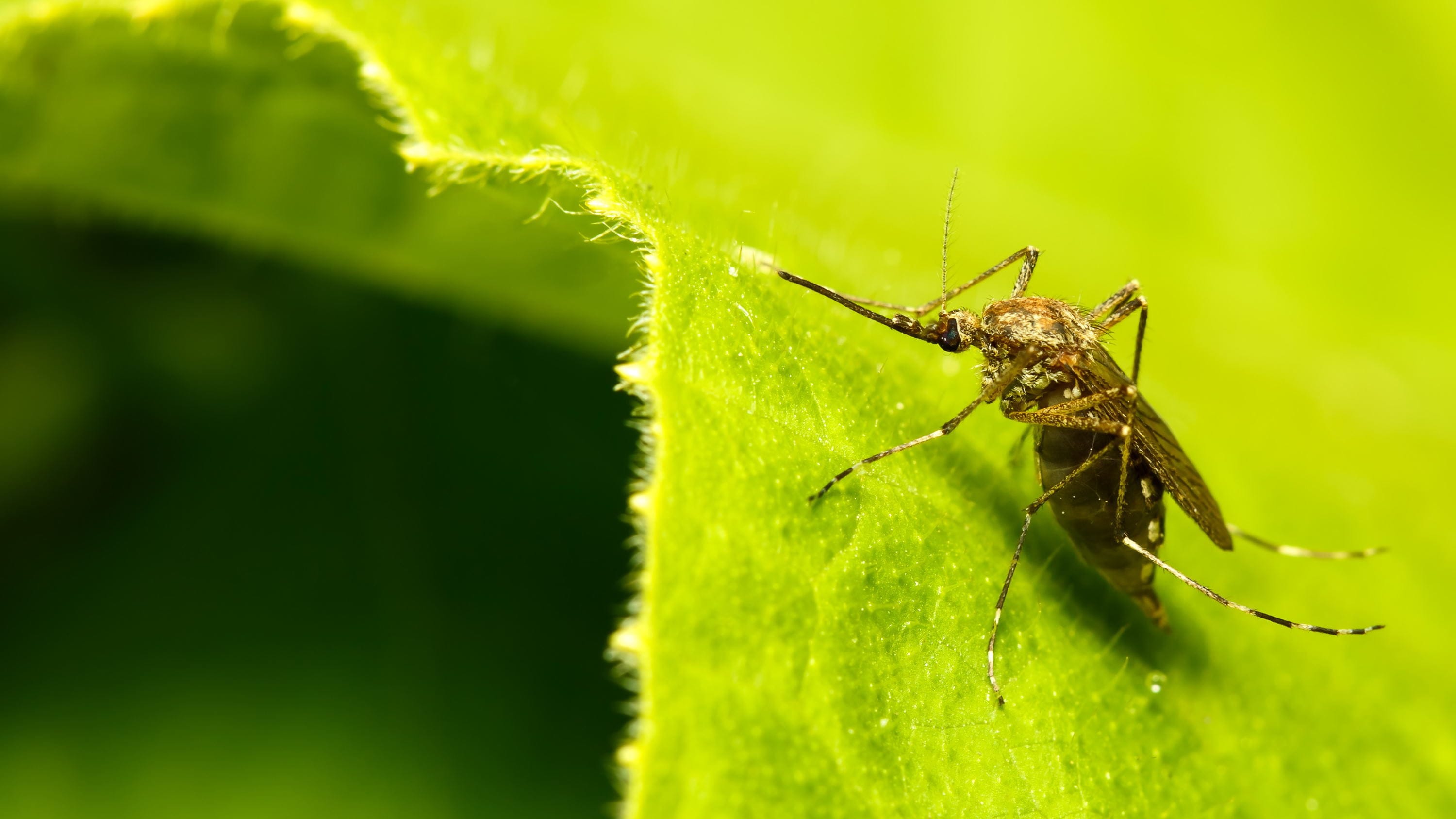 Ilustrasi Nyamuk Aedes aegypti Wolbachia