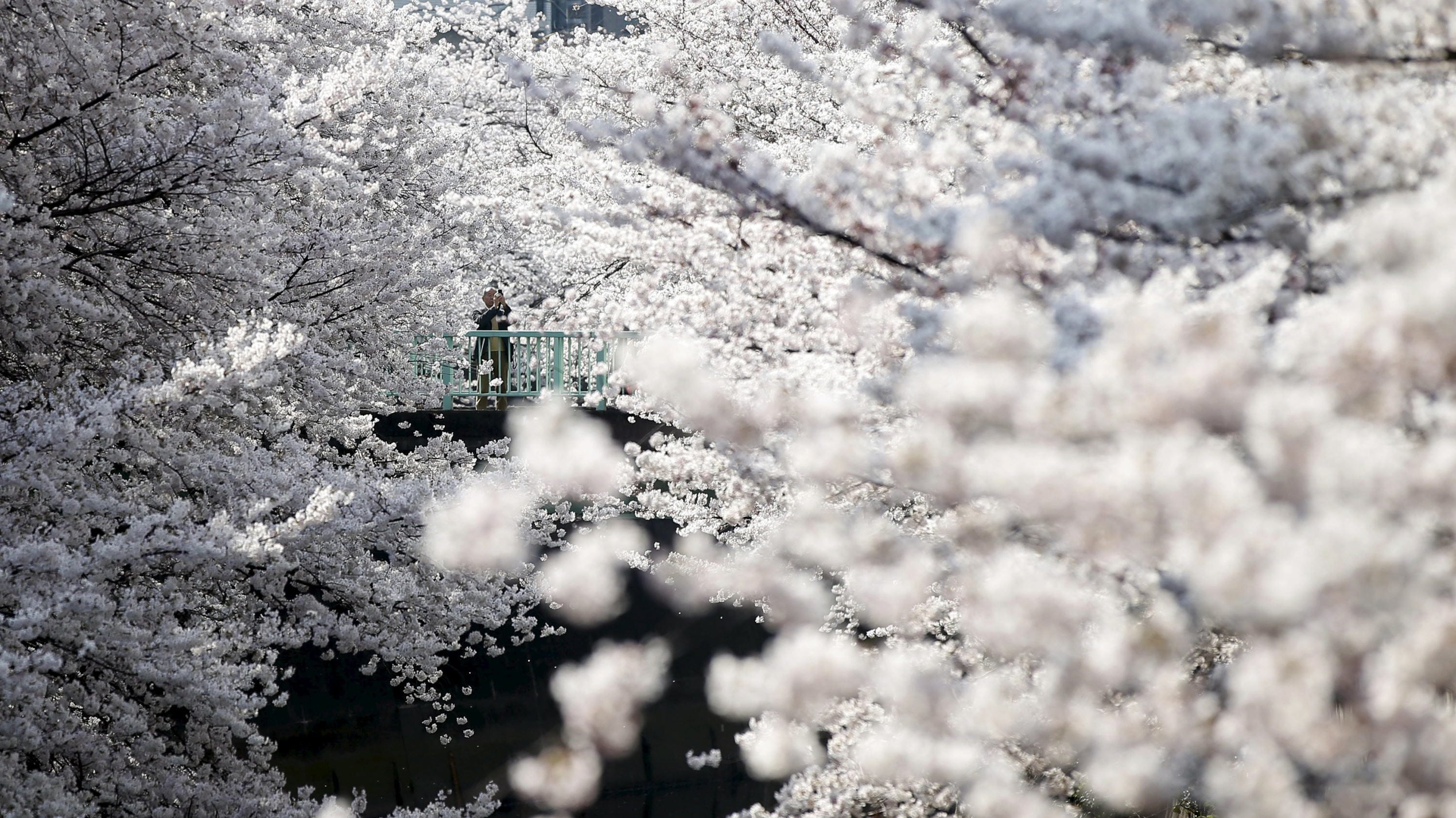 Bunga sakura Jepang