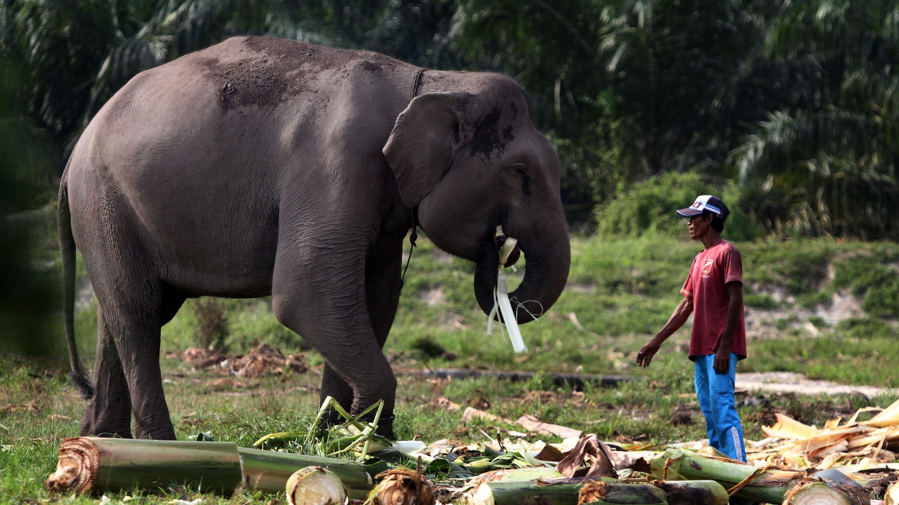 GAJAH SUMATRA