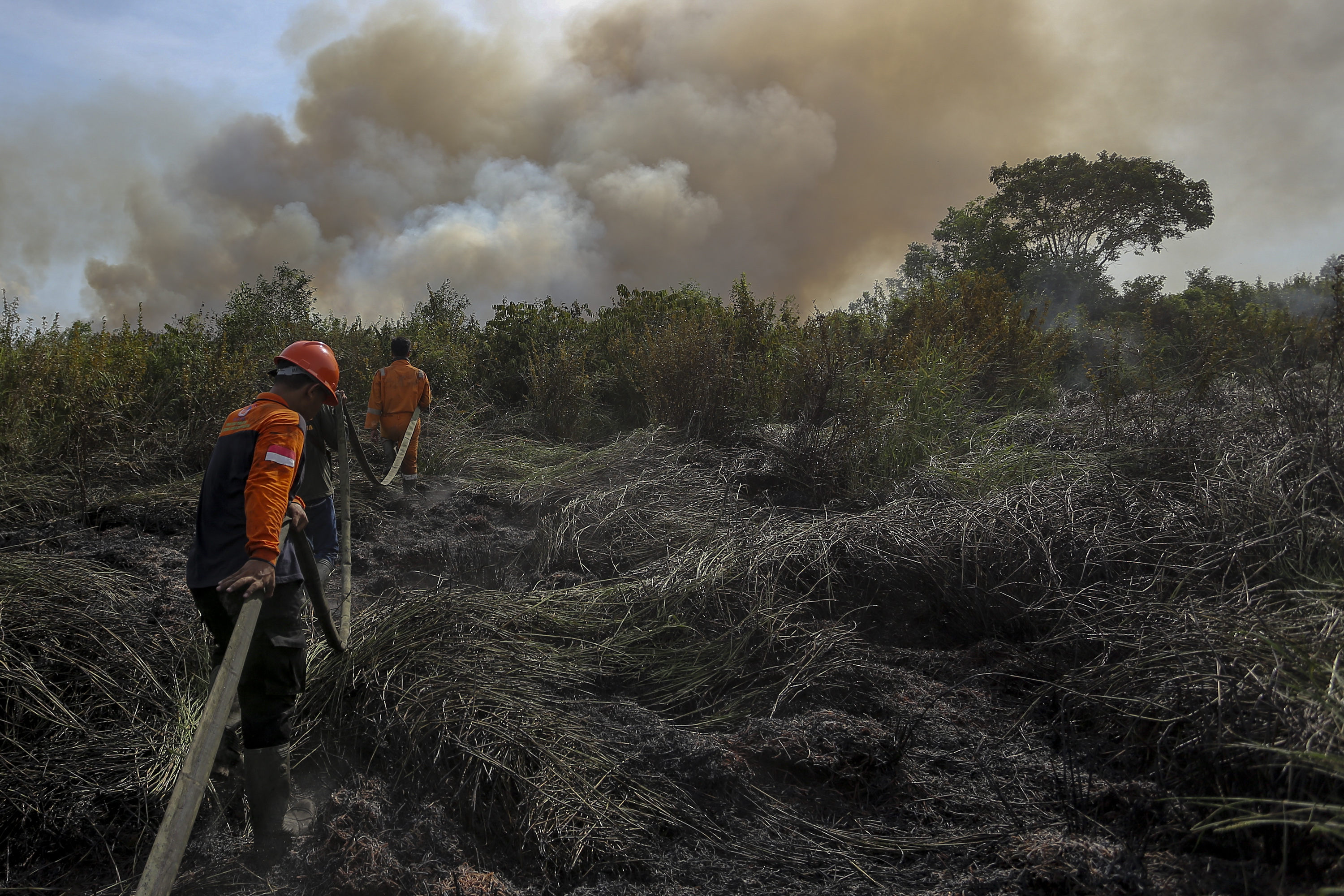 Contoh Artikel Tentang Dampak Kebakaran Hutan Terhadap 