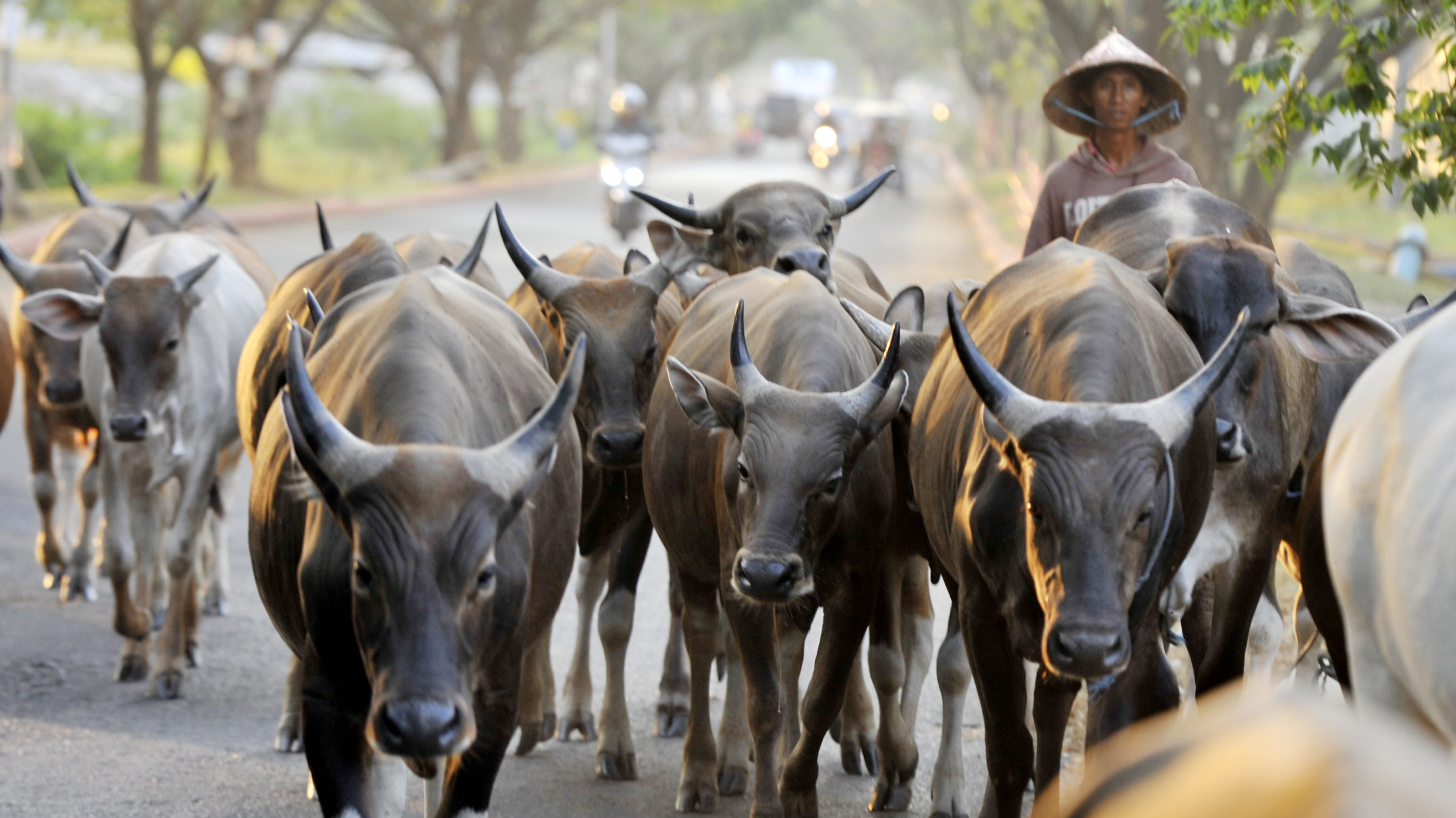 SAPI QURBAN DI MAKASSAR