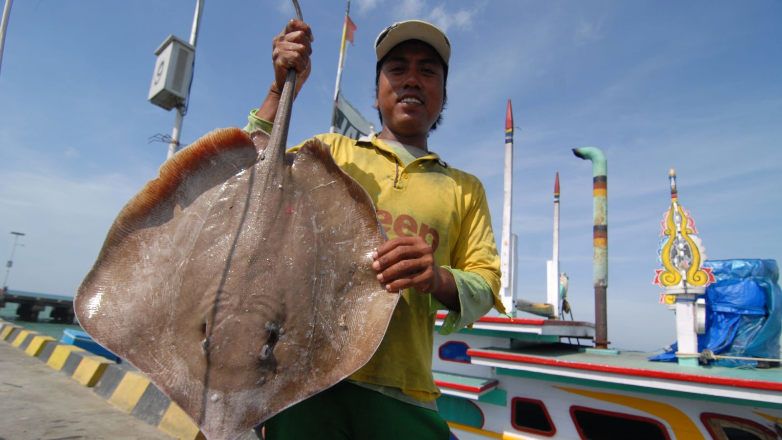 TANGKAPAN IKAN PARI