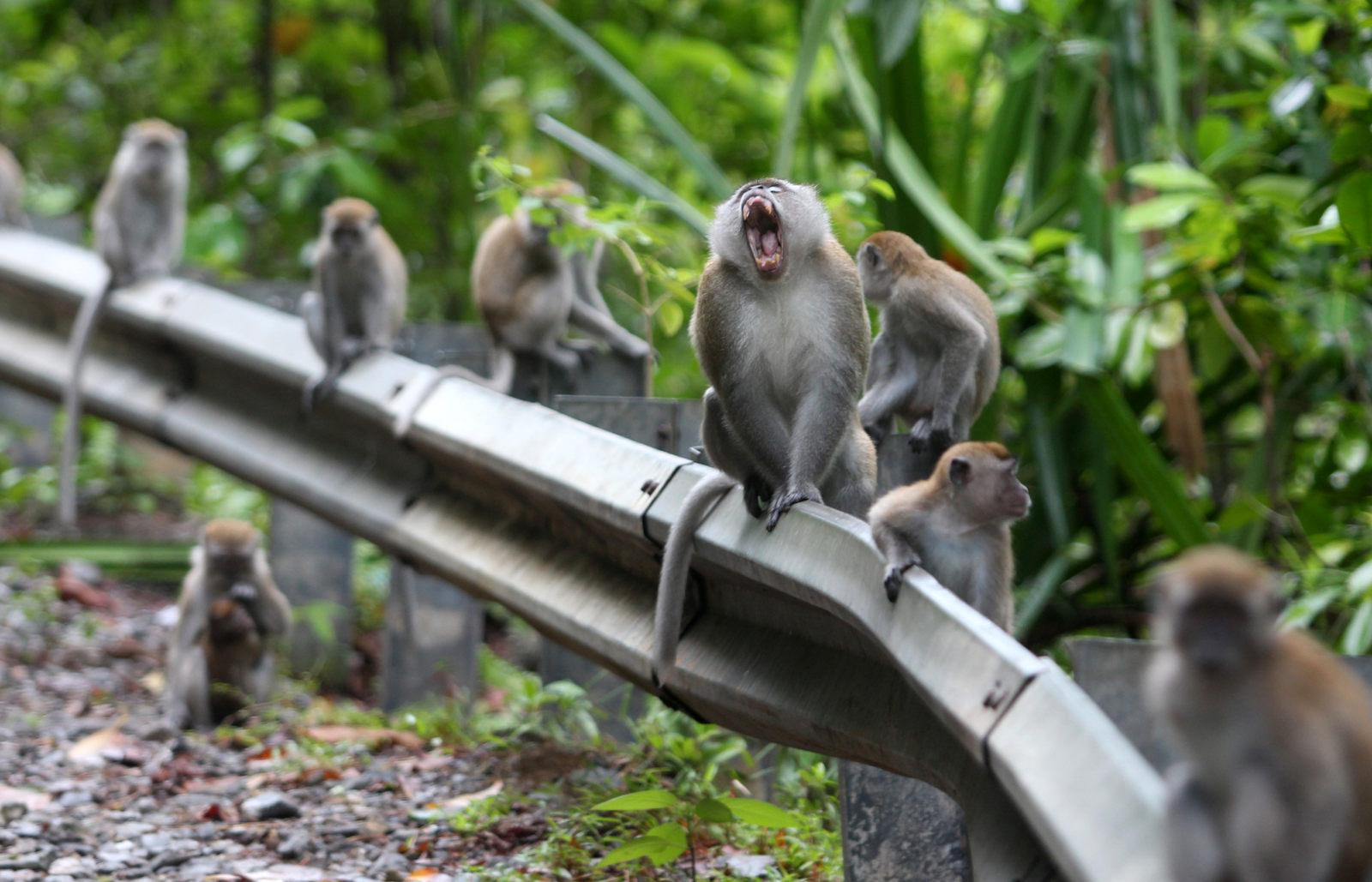 HABITAT MONYET EKOR PANJANG 