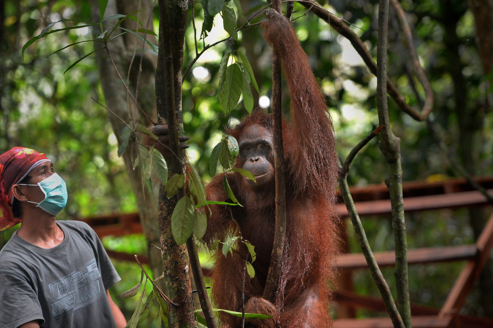 Perjuangan Seniman Melawan Perburuan Orangutan Tirto Id