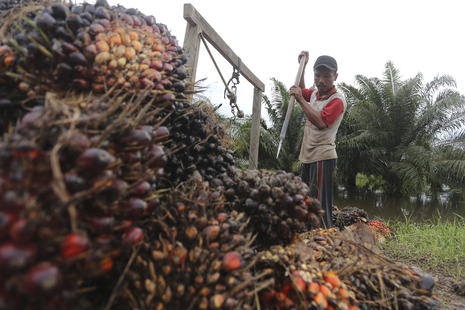 Konflik Lahan Sawit Di Aceh Buah Kegagalan Ambisi Pasca Helsinki Tirto Id